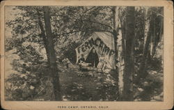 Fern Camp Postcard