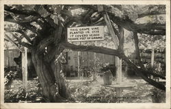 Old Grape Vine, Ramona's Home Postcard