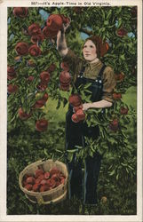 It's Apple Time in Old Virginia Postcard Postcard Postcard