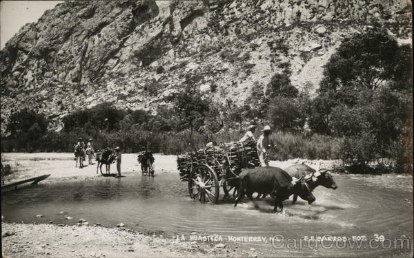 Cattle Towing Wagon of Tree Limbs Through River La Huasteca Mexico