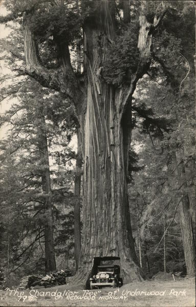 The Chandelier Tree Underwood Park California