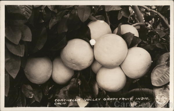 Coachella Valley Grapefruit Indio California