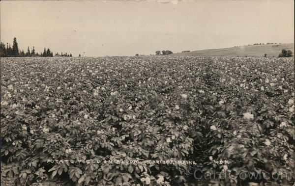 Potato Field in Bloom Caribou Maine