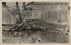 Wild Ducks, Hunters Hot Springs Postcard