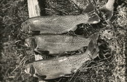 Native Trout of the Rockies Postcard