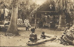 Alligator Farm Postcard