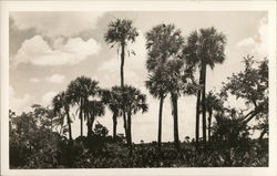 Cabbage, Palmetto, Kissimmee Prairie View, Lake Okeechobee Florida Postcard Postcard Postcard