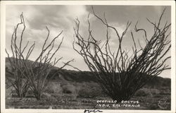 Ocotillo Cactus Indio, CA Postcard Postcard Postcard