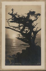 Sunset on the Witch Tree Monterey, CA Postcard Postcard Postcard