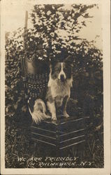 Dog on Chair Postcard