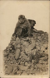 Pair of Monkeys Postcard