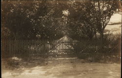A Drive at Woodside Postcard