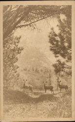 Three Deer on Trail, Yosemite Postcard