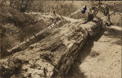 Petrified Redwood Pride of the Forest - 75 ft. Long, 11 ft. Diameter Calistoga, CA Postcard Postcard Postcard