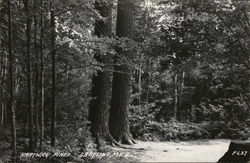 Hartwick Pines Grayling, MI Postcard Postcard Postcard