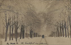 On Maple Street After the Ice Storm Postcard