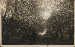 Fruit Orchard Postcard