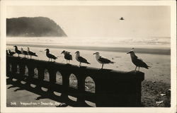 Gulls Line Up for Inspection Seaside, OR Postcard Postcard Postcard