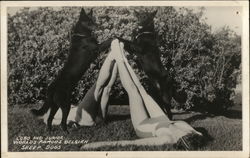 Lobo and Junior, Worlds Famous Belgian Sheep Dogs Lobo and Junior, Worlds Famous Belgian Sheep Dogs