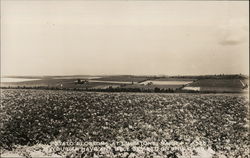 Potato Blossoms Postcard