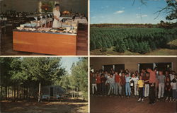 Eby's Pines Postcard