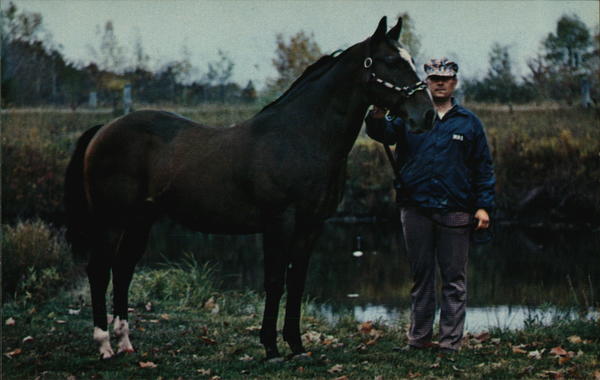 Triple W Stud Horses