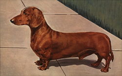 Champion Dachshund Postcard