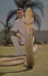 King Cobra, Miami Serpentarium Postcard