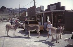 The Colorado River Series Oatman, AZ Postcard Postcard Postcard