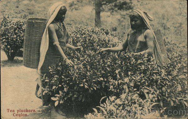 Tea Pluckers Ceylon (Sri Lanka) Southeast Asia