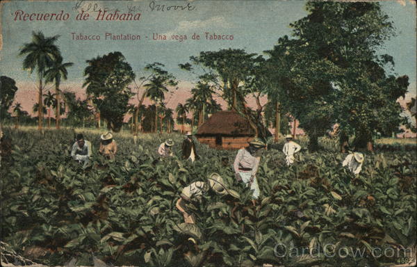 Tabacco Plantation - Una Vega de Tabacco Havana Cuba