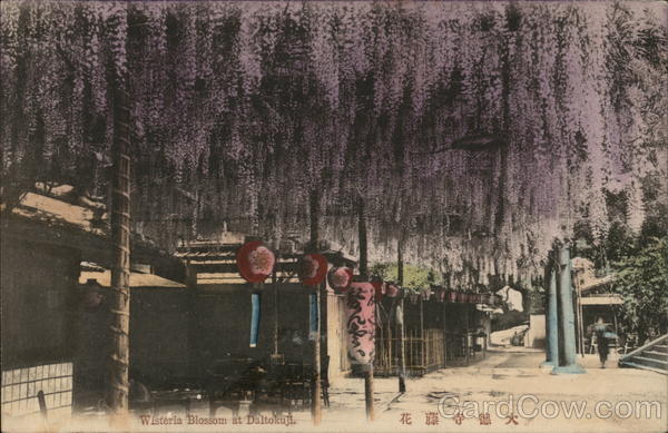 Wisteria blossom at Daitokuji Nagasaki Japan