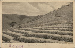 Sud Yungas - Coca Plantations Postcard