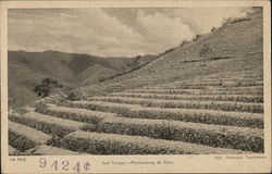 Sud Yungas Coca plantations Postcard