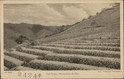 Sud Yungas Coca plantations La Paz, Bolivia Postcard Postcard Postcard