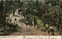 Camino de los Pineras Trees Postcard Postcard Postcard