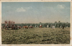 Sugar Cane Fields, Jatibonico Cuba Postcard Postcard Postcard