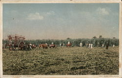 Sugar Cane Fields, Jatibonico Postcard