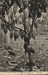 Bearing Cocoa tree (Chocolate) Postcard