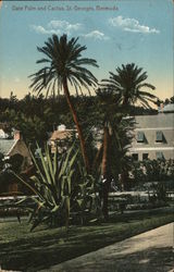 Date Palm and Cactus St. Georges, Bermuda Postcard