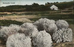 Bermuda Coral Postcard