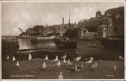 Sea Gulls at Brixham England Postcard Postcard Postcard