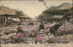 Iris Garden at Horikiri, Tokyo Postcard