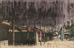 Wisteria blossom at Daitokuji Postcard