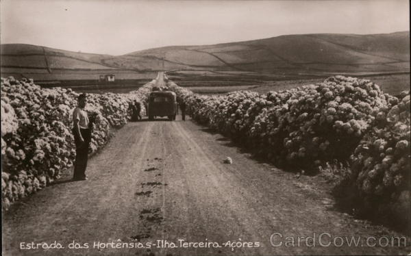 Estrada das Hortensias - Ilha Terceira Açores Portugal