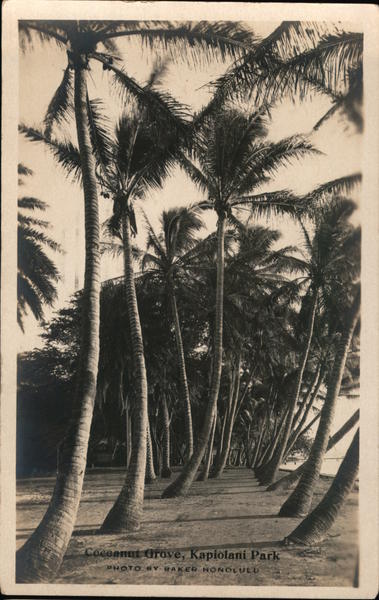 Coconut Grove, Kapiolani Park Honolulu Hawaii Baker