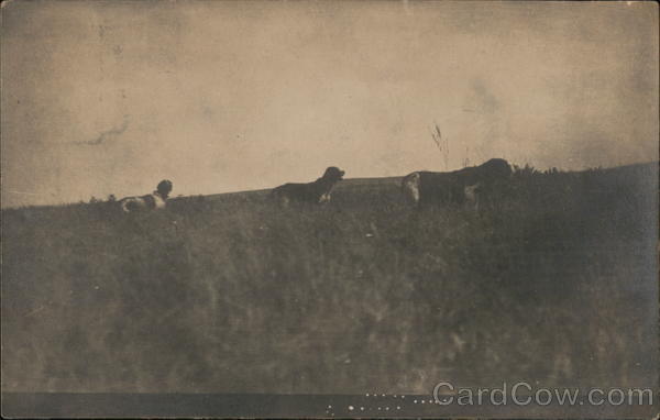 Hunting Dogs at Turtle Lake North Dakota