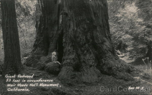 Giant Redwood in Muir Woods National Monument Mill Valley California