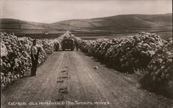 Estrada das Hortensias - Ilha Terceira Açores Postcard