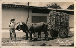 Carreta de Lena Costa Rica Central America Postcard Postcard Postcard